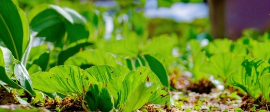 Plant, Natural Landscape, Terrestrial Plant, Grass, Groundcover, Leaf Vegetable