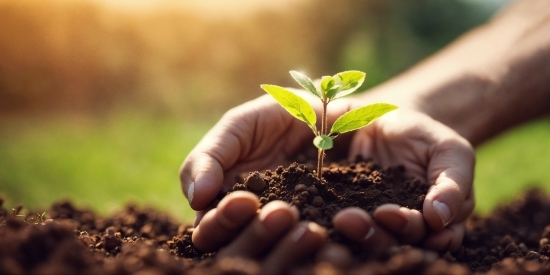 Hand, Plant, Terrestrial Plant, Houseplant, Grass, Flowering Plant