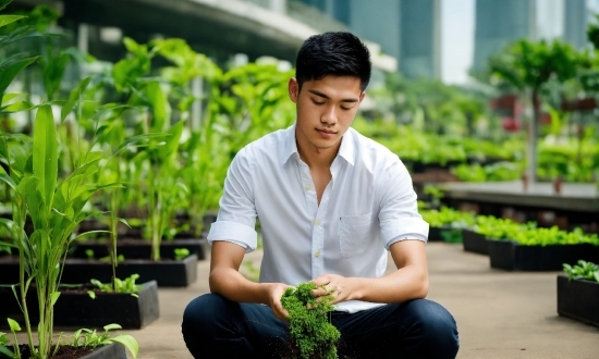 Plant, Botany, Human Body, Sleeve, Dress Shirt, Grass