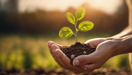 Hand, Plant, Terrestrial Plant, Wood, People In Nature, Houseplant