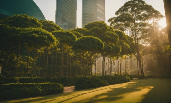 Plant, Sky, Building, Skyscraper, Light, Botany