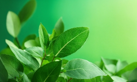 Water, Plant, Terrestrial Plant, Tree, Natural Landscape, Grass