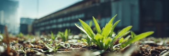 Plant, Terrestrial Plant, Grass, Houseplant, Groundcover, Landscape