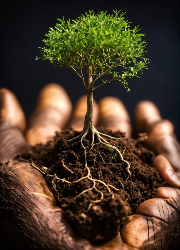 Plant, Branch, Twig, Wood, Terrestrial Plant, Grass