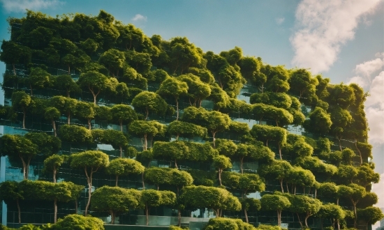 Cloud, Sky, Plant Community, Plant, Natural Landscape, Evergreen