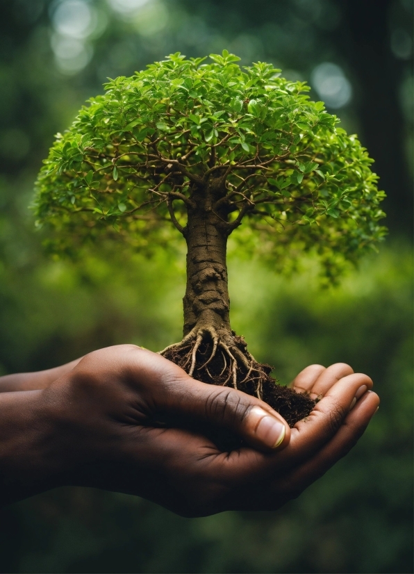 Hand, Plant, People In Nature, Leaf, Branch, Twig