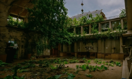 Window, Plant, Sky, Building, Tree, Facade