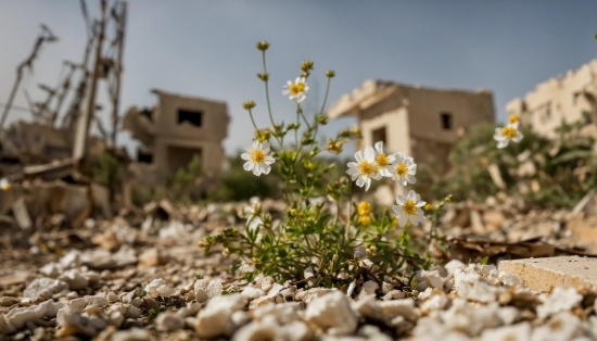 Flower, Sky, Plant, Building, Window, Petal