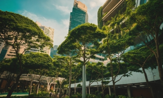 Cloud, Sky, Building, Plant, Skyscraper, Daytime