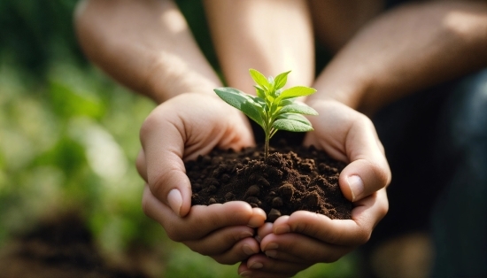 Hand, Plant, Natural Foods, Gesture, Terrestrial Plant, Finger