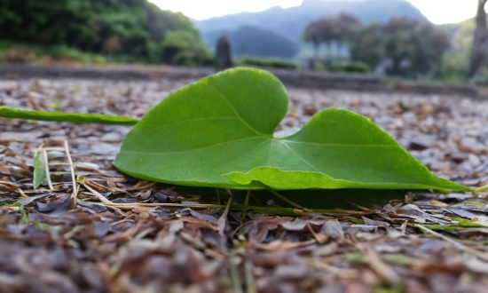 Plant, Terrestrial Plant, Wood, Grass, Groundcover, Natural Landscape