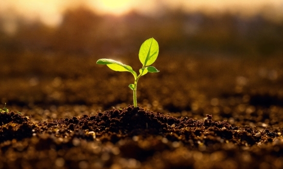 Plant, Terrestrial Plant, Wood, Natural Landscape, Twig, Grass