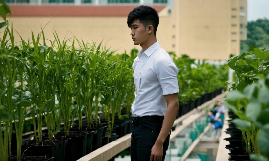 Plant, Green, Dress Shirt, Sleeve, People In Nature, Grass