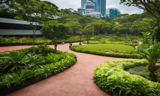 Plant, Building, Green, Tree, Botany, Sky