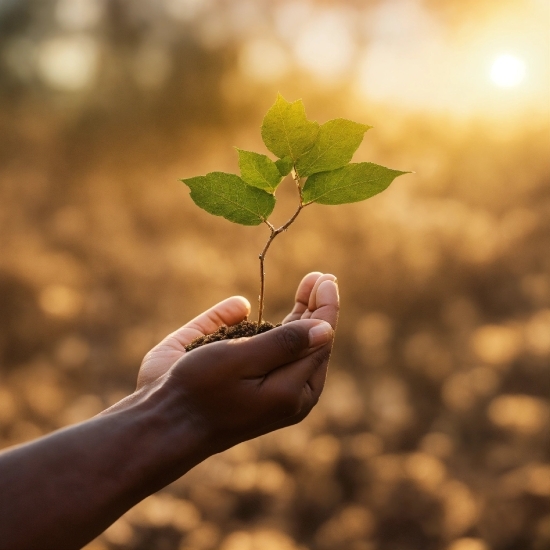 Plant, Hand, People In Nature, Gesture, Happy, Twig