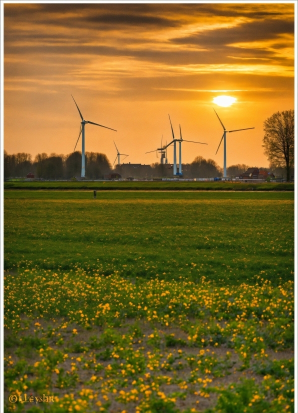 Sky, Flower, Cloud, Plant, Windmill, Ecoregion