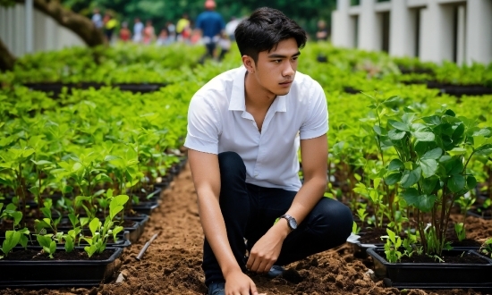 Plant, Green, Leaf, People In Nature, Grass, Leaf Vegetable