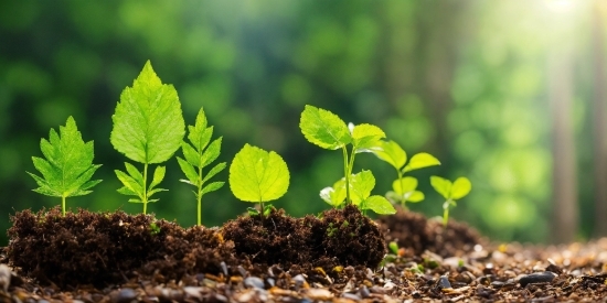 Plant, Terrestrial Plant, Leaf Vegetable, Wood, Groundcover, Landscape