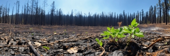 Sky, Plant, Plant Community, Ecoregion, Natural Landscape, Tree