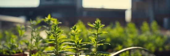 Plant, Leaf, Terrestrial Plant, Grass, Flowering Plant, Shrub