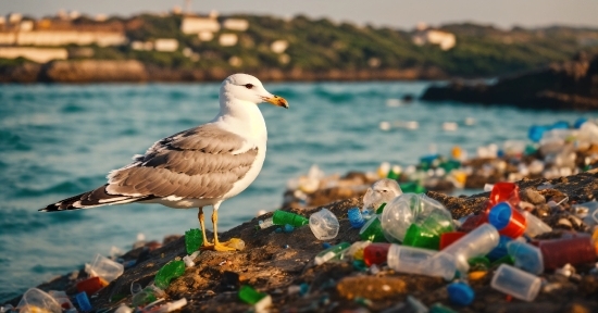 Water, Bird, Sky, Body Of Water, Beak, Lake