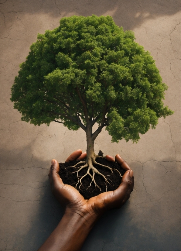 Plant, Bonsai, Flowerpot, World, Nature, Branch