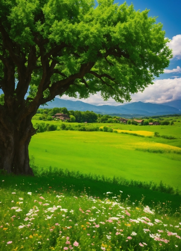 Plant, Sky, Cloud, Green, Flower, People In Nature