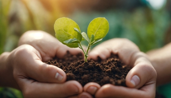 Hand, Plant, Leaf, Terrestrial Plant, Finger, Grass