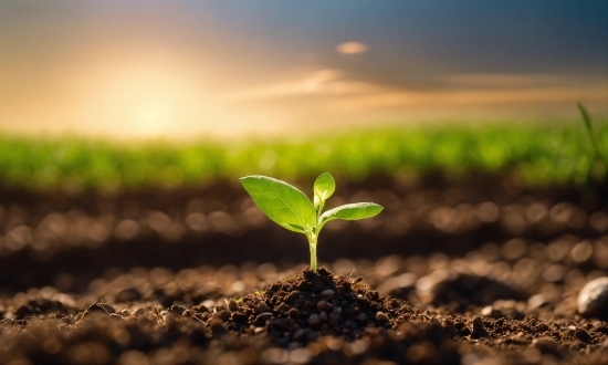 Plant, Sky, Natural Landscape, Terrestrial Plant, Horizon, Landscape