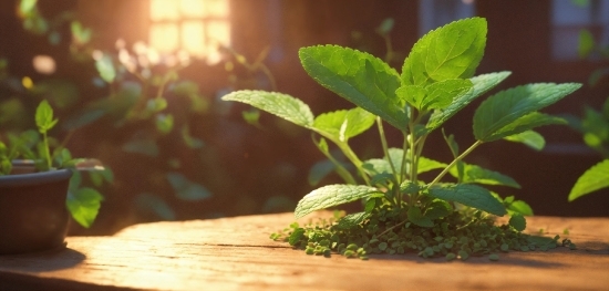 Plant, Leaf, Wood, Terrestrial Plant, Grass, Leaf Vegetable