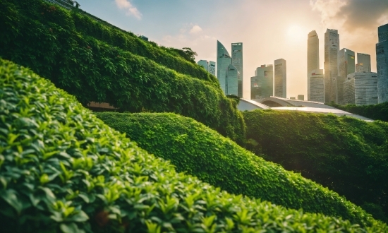 Plant, Sky, Cloud, Building, Skyscraper, Natural Landscape