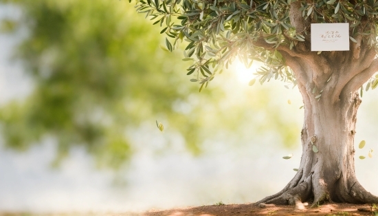 Plant, Wood, Twig, Trunk, Natural Landscape, People In Nature