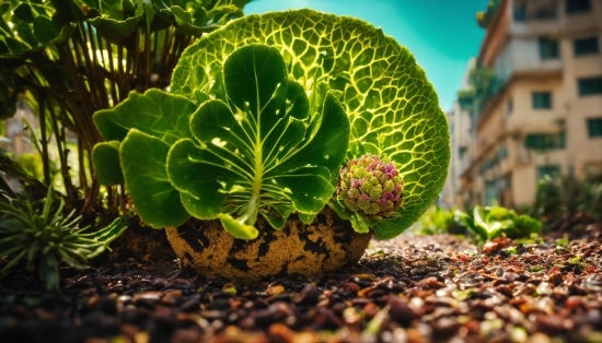 Plant, Window, Terrestrial Plant, Organism, Houseplant, Grass