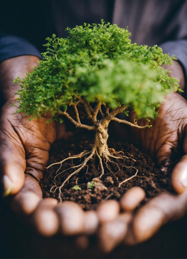 Plant, Flower, Nature, Leaf, Branch, Houseplant