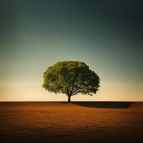 Sky, Natural Landscape, Wood, Branch, Sunlight, Tree