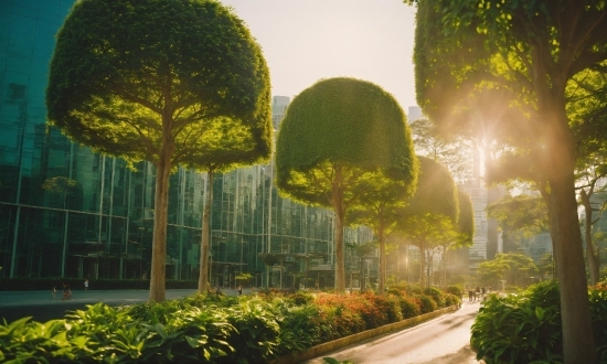 Plant, Sky, Nature, Natural Landscape, Green, Infrastructure