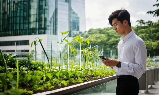 Plant, Sky, Building, Grass, Real Estate, Leaf Vegetable