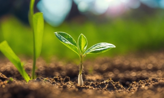 Plant, Terrestrial Plant, Wood, Grass, Natural Landscape, Flowering Plant