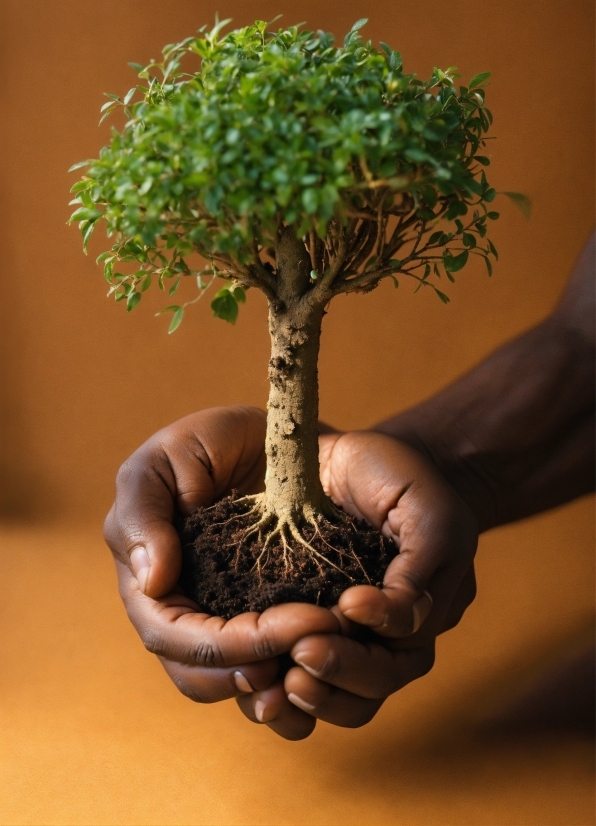 Plant, Bonsai, Terrestrial Plant, Tree, Trunk, Flowerpot