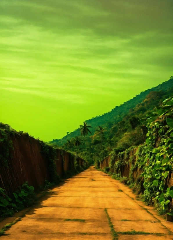 Sky, Cloud, Plant, Ecoregion, Green, Natural Landscape