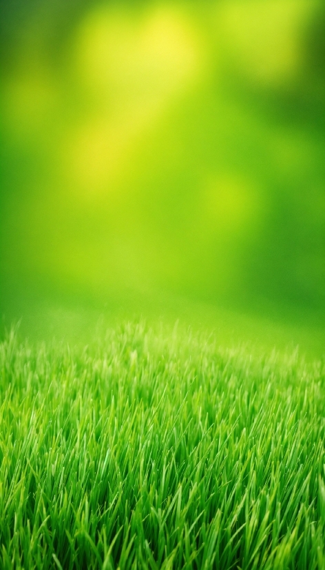 Green, Plant, Natural Landscape, Grass, Terrestrial Plant, Grassland