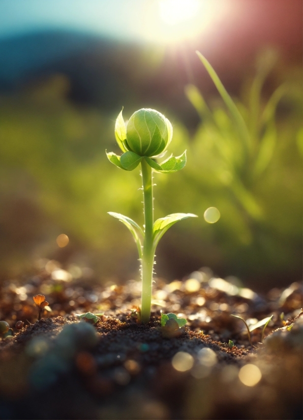 Flower, Plant, Flash Photography, Terrestrial Plant, Petal, Grass