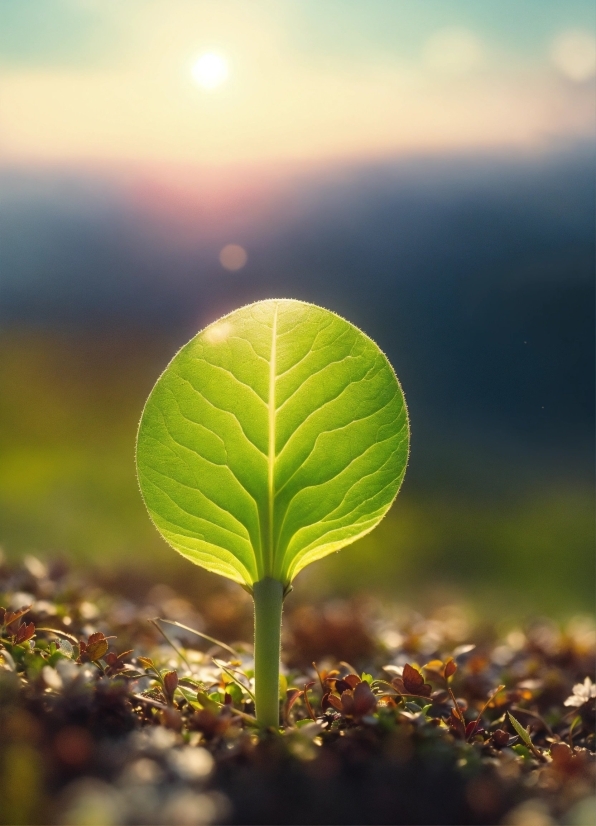 Sky, Plant, Nature, Natural Landscape, Terrestrial Plant, Atmospheric Phenomenon