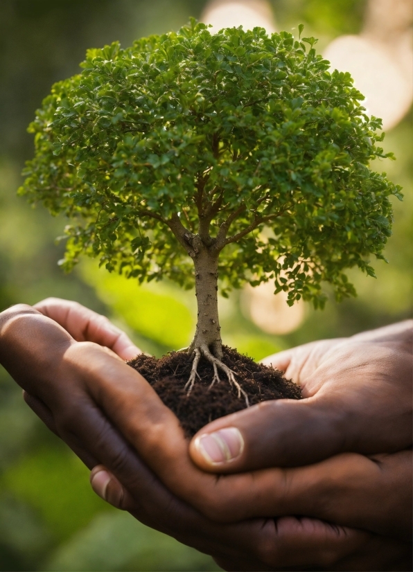 Leaf, Branch, Botany, People In Nature, Plant, Organism