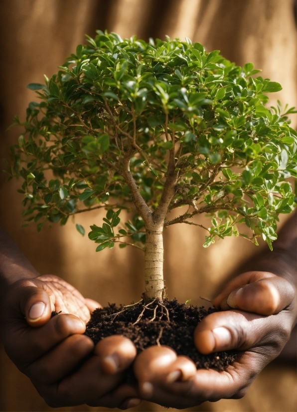 Hand, Bonsai, Branch, Plant, Botany, Gesture