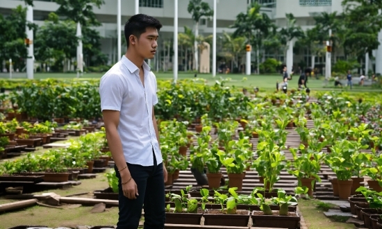 Plant, Green, Leaf, Sleeve, Dress Shirt, Tree