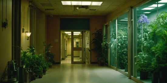 Plant, Building, Fixture, Door, Wood, Floor