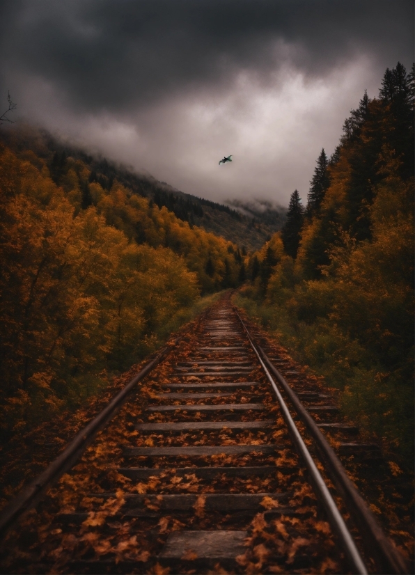 Cloud, Sky, Plant, Railway, Track, Natural Landscape