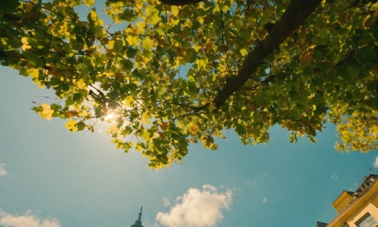 Sky, Cloud, World, Leaf, Azure, Branch