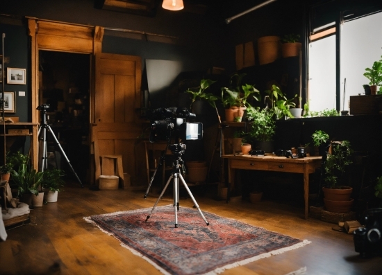 Plant, Building, Tripod, Wood, Houseplant, Interior Design